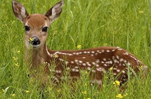 Azad olunan ərazilərə ceyranlar buraxılacaq