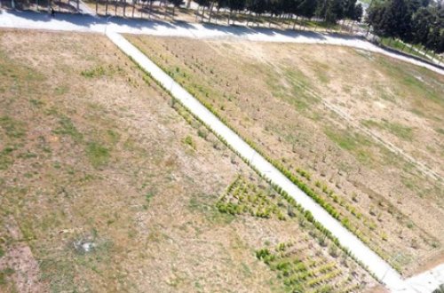 Azərbaycanda stadionu bostana çevirirlər? - FOTO