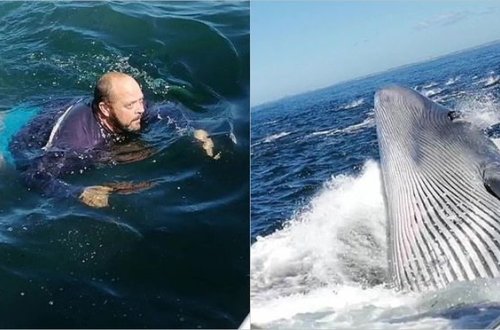 Balinanın ağzına düşməkdən son anda qurtuldu – VİDEO