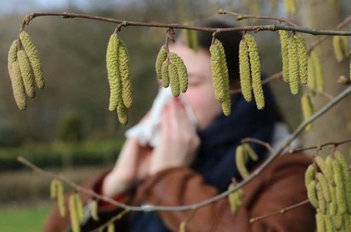 В Москве зафиксировали пыльцевой дождь