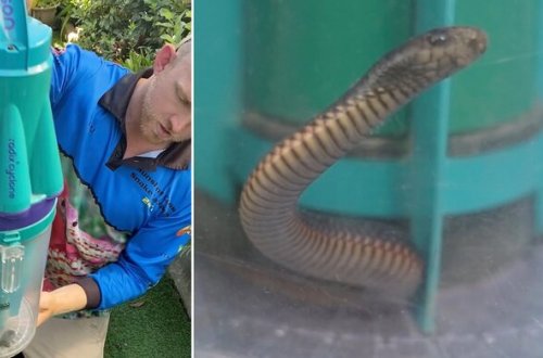Qadın zəhərli ilanı tozsoranla tutdu - FOTO-VİDEO