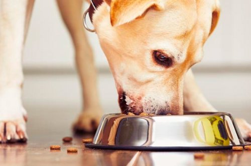 Gömrük Komitəsi it yeminə 83 min manat xərcləyəcək