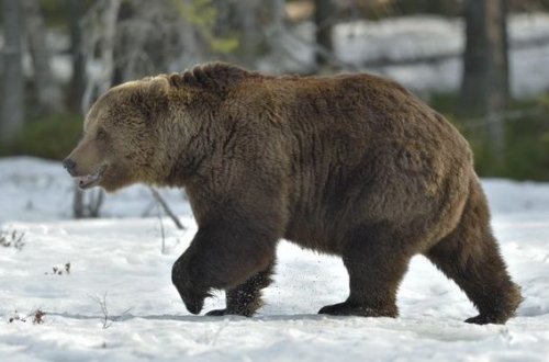 Медведь попытался пробраться в российскую школу - ВИДЕО