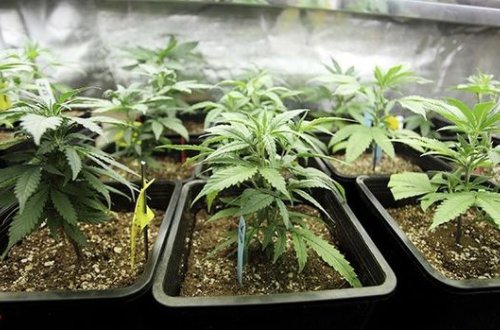 Həyətində 400-dən çox narkotik kolu becərən şəxs saxlanıldı - FOTO/VİDEO