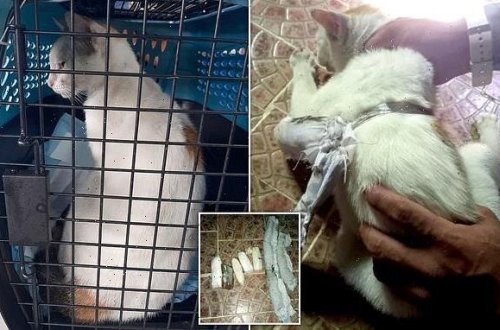 Həbsxanaya narkotik daşıyan PİŞİYİN üstündən görün nələr çıxdı - FOTO