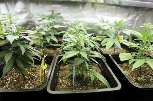 Житель Хачмаза задержан за выращивание конопли - ФОТО/ВИДЕО