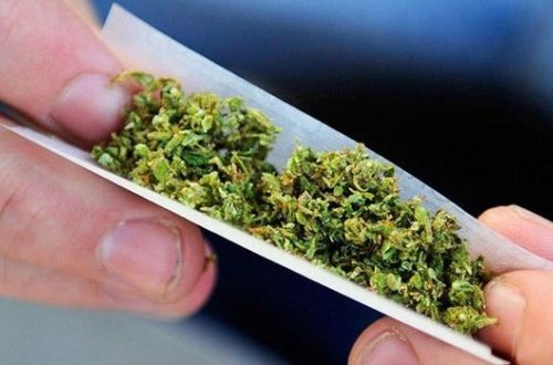 Qusar sakinində qurudulmuş marixuana və çətənə kolları aşkarlandı - FOTO