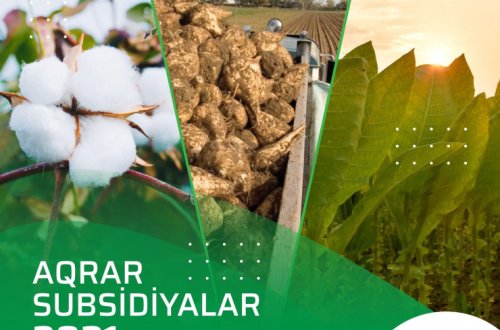 Yazlıq əkinlərə görə subsidiya almaq üçün müraciətlərin müddəti mayın 31-də başa çatır