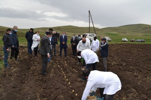 Gədəbəydə müasir seleksiya yolu ilə yaradılan yeni kartof sortlarının nümayiş əkinləri həyata keçirilib