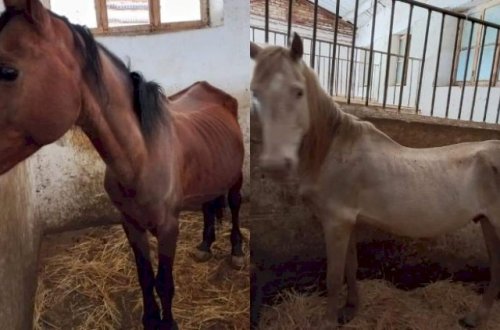 Şəkidə biabırçılıq: Dilsiz-ağızsız heyvanları ölümə məhkum ediblər - Fotolar