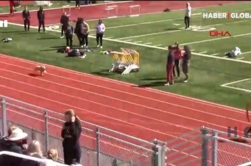 Tribunadan yarış meydanına tullanan it finişə birinci çatdı - VİDEO