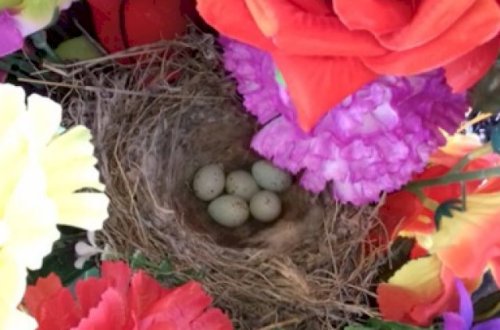 Şəhidin məzarında bülbül yuva qurdu - Foto