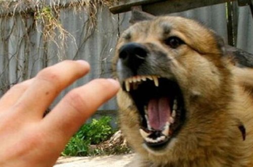 Azərbaycanlı müğənninin övladının meyitini İT APARDI - VİDEO