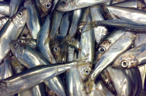 Nazirlik rəsmisi: “Xəzər dənizində kilkə ehtiyatı artır”