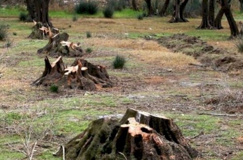 Ermənilər Füzulidə 57 hektar meşə sahəsini məhv ediblər