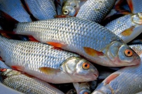 May ayının 1-dən balıq ovu qadağan olundu