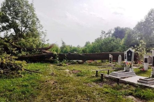 Qaxda qəbiristanlıqda ağacların kəsilməsinə nazirlikdən REAKSİYA - FOTO