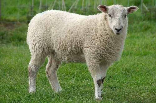 В Зардабе задержаны подозреваемые в похищении мелкого рогатого скота - ФОТО/ВИДЕО