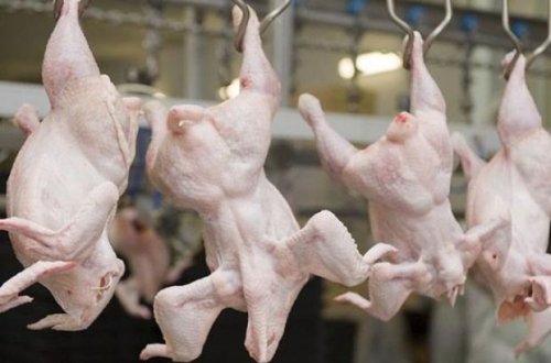 Bəzi bölgələrdən quş ətinin gətirilməsinə məhdudiyyət qoyuldu