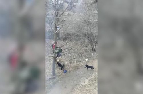 Məktəblilər it sürüsündən ağaca dırmaşmaqla canlarını qurtardılar - VİDEO