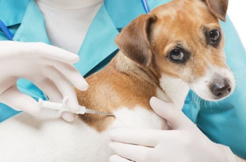 Heyvanlar üçün ilk vaksin istehsal olundu