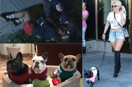 Ledi Qaqanın itlərini oğurlayan beş nəfər həbs olundu - FOTO