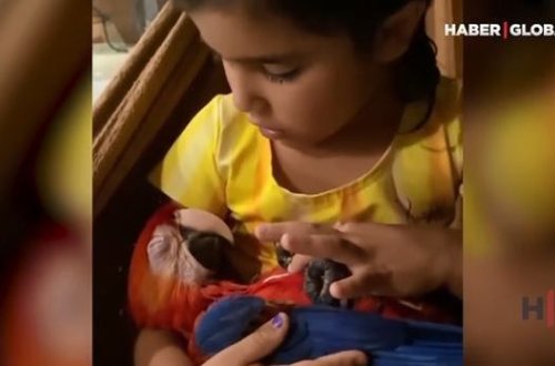 Balaca qız tutuquşunu layla oxuyaraq yatırtdı – VİDEO