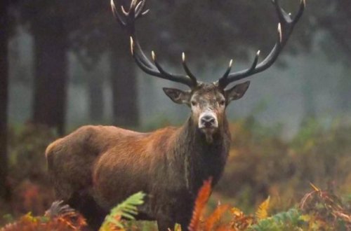 Alimpaşa Məmmədovun maralları Yeni Zelandiyadan gətirilib