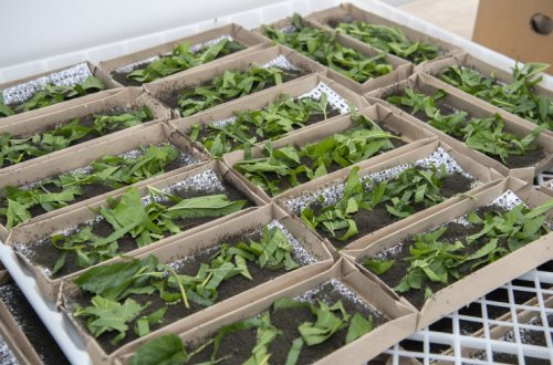 Azərbaycanda kümçülərə ipəkqurdu toxumunun paylanması başa çatıb