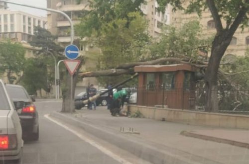 Güclü külək Bakıda ağac və işıq dirəyini aşırdı - FOTO