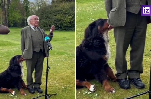 İrlandiya dövlət başçısının iti ilə mehriban ünsiyyəti maraqla qarşılandı - VİDEO