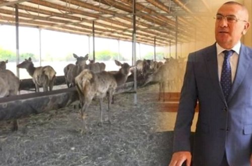 Alimpaşa Məmmədov maral ətini kimlərə satırmış... - Açıqlama