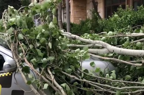 Güclü külək Sumqayıtda fəsadlar törədib - VİDEO