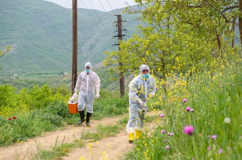 Azad olunan ərazilərdə heyvanlar quduzluğa qarşı peyvənd olunur - VİDEO - FOTO