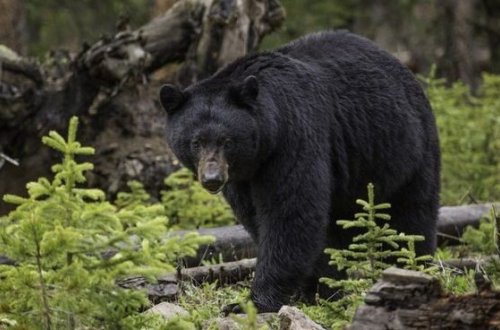 İtlərini gəzintiyə çıxaran qadın ayının hücumu nəticəsində faciəvi şəkildə həlak olub