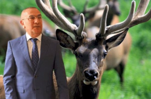 Alimpaşa Məmmədovun marallarından daha hansı məmurda var?