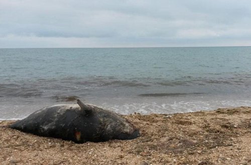 Xəzər dənizinin sahilində 150-dən çox suiti ölüsü tapılıb