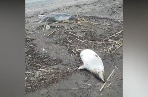 Более 150 мертвых нерп обнаружены на побережье Каспия - ВИДЕО