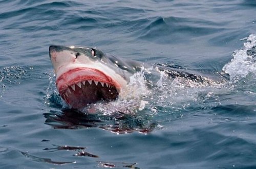 Ayağını qoparan köpəkbalığının dişinə xatir GÖRÜN NƏ ETDİ - FOTO