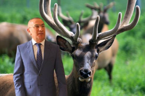 Alimpaşa Məmmədovun maralları ac qalıb - VİDEO