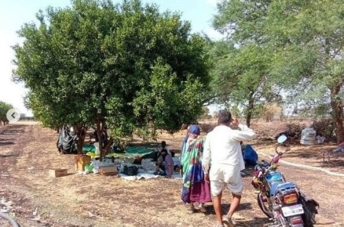 Hindistanın çarpayı ehtiyatı tükənən əyalətində xəstələr portağal bağlarında yerləşdirilir