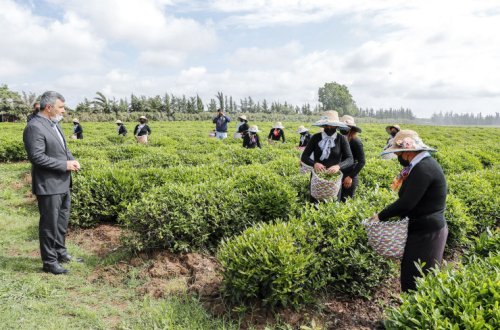Birdəfəlik əkin subsidiyasının verilməsi sitrus bağlarının salınmasına marağı artırıb