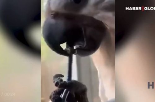 Diliylə vint açan tutuquşunun nadir bacarığı hər kəsi təəccübləndirir – VİDEO