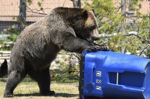 Гигантский медведь съел цыплят принца Гарри и Меган Маркл