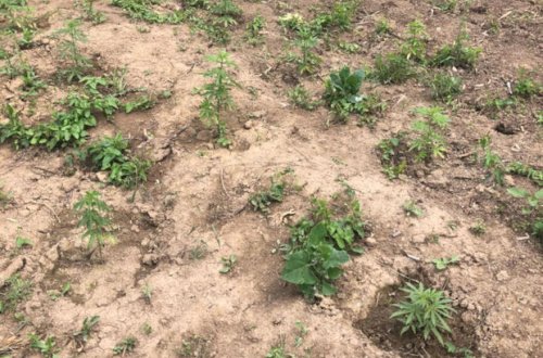 Meşədə narkotik əkən şəxs saxlanıldı