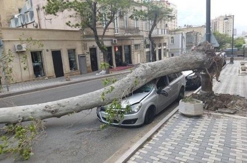 Güclü külək ağacı maşının üzərinə aşırdı - FOTO