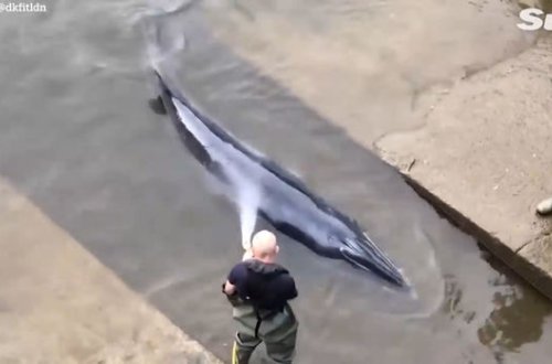 Londonda balina Temza çayındakı bəndə ilişib - VİDEO