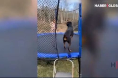 Qızın itlə batut əyləncəsi görənləri güldürdü – VİDEO