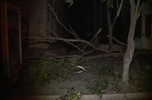 Sumqayıtda ağaclar kəsildi: İcra hakimiyyəti məsələyə qarışdı