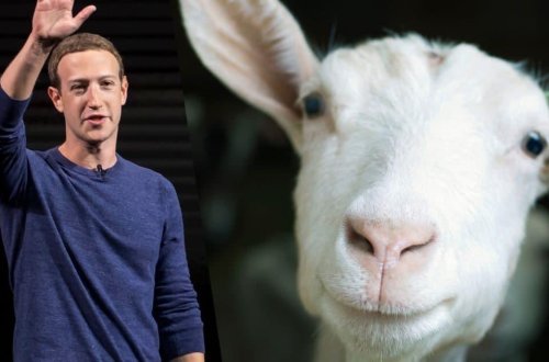 Mark Zukerberq keçilərinin FOTOsunu paylaşdı